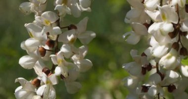 Robinia psödoacia, sahte akasya olarak bilinir. Bahar mevsiminde çiçek açar.
