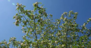 Robinia psödoacia, sahte akasya olarak bilinir. Bahar mevsiminde çiçek açar.