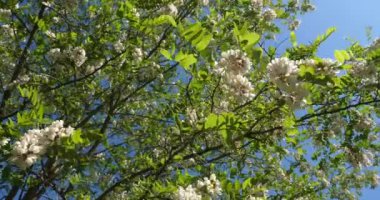 Robinia psödoacia, sahte akasya olarak bilinir. Bahar mevsiminde çiçek açar.