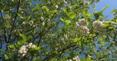 Robinia psödoacia, sahte akasya olarak bilinir. Bahar mevsiminde çiçek açar.