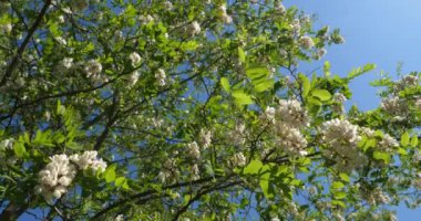 Robinia psödoacia, sahte akasya olarak bilinir. Bahar mevsiminde çiçek açar.