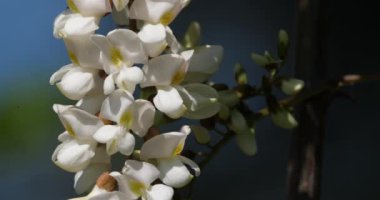 Robinia psödoacia, sahte akasya olarak bilinir. Bahar mevsiminde çiçek açar.