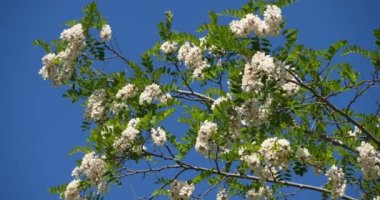 Robinia psödoacia, sahte akasya olarak bilinir. Bahar mevsiminde çiçek açar.