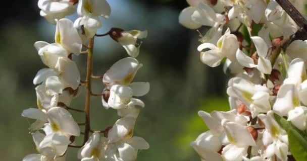 Robinia Pseudoacacacia Knomn False Acacia Blooming Spring Season — стоковое видео