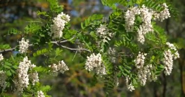 Robinia psödoacia, sahte akasya olarak bilinir. Bahar mevsiminde çiçek açar.