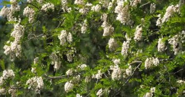 Robinia psödoacia, sahte akasya olarak bilinir. Bahar mevsiminde çiçek açar.