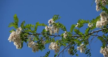 Robinia psödoacia, sahte akasya olarak bilinir. Bahar mevsiminde çiçek açar.