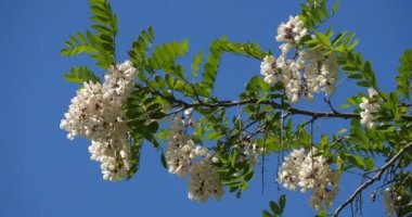 Robinia psödoacia, sahte akasya olarak bilinir. Bahar mevsiminde çiçek açar.