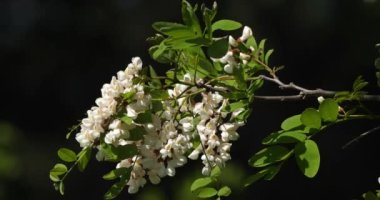 Robinia psödoacia, sahte akasya olarak bilinir. Bahar mevsiminde çiçek açar.