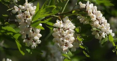 Robinia psödoacia, sahte akasya olarak bilinir. Bahar mevsiminde çiçek açar.