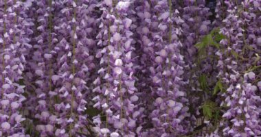 Fransa 'da bahar mevsiminde salkım çiçekleri