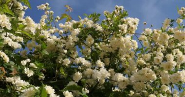 Çiçek açan banka gülleri mavi gökyüzüne karşı