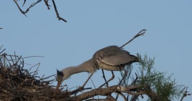 Gri balıkçıllar, Ardea Cinerea, Camargue, Fransa 'daki Pont de Gau ornitoloji parkı