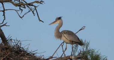 Gri balıkçıllar, Ardea Cinerea, Camargue, Fransa 'daki Pont de Gau ornitoloji parkı