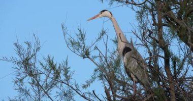 Gri balıkçıllar, Ardea Cinerea, Camargue, Fransa 'daki Pont de Gau ornitoloji parkı