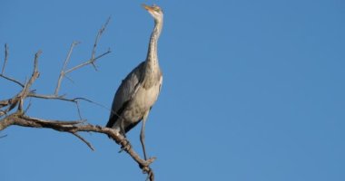 Mavi gökyüzüne tünemiş gri balıkçıl, Fransa 'daki Camargue