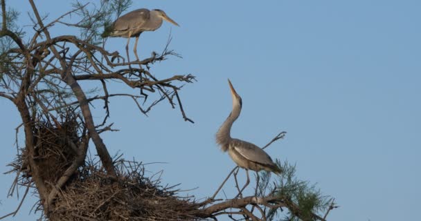 Garças Cinzentas Ardea Cinerea Camargue Parque Ornitológico Pont Gau França — Vídeo de Stock