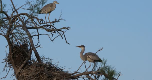 Garças Cinzentas Ardea Cinerea Camargue Parque Ornitológico Pont Gau França — Vídeo de Stock