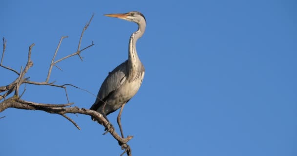 Grey Heron Perched Blue Sky Camargue France — Stock Video