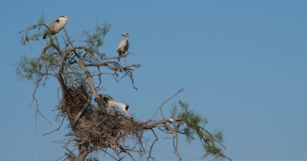 Grey Heron Ardea Cinerea Camargue Frankrike — Stockvideo