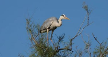 Mavi gökyüzüne tünemiş gri balıkçıl, Fransa 'daki Camargue