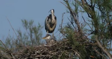 Genç gri balıkçıllar yuvada, Fransa 'da Camargue