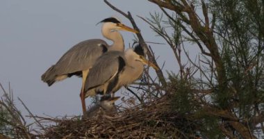 Genç gri balıkçıllar yuvada, Fransa 'da Camargue