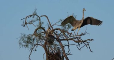 Gri balıkçıllar, Ardea Cinerea, Camargue, Fransa 'daki Pont de Gau ornitoloji parkı