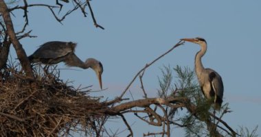 Gri balıkçıllar, Ardea Cinerea, Camargue, Fransa 'daki Pont de Gau ornitoloji parkı