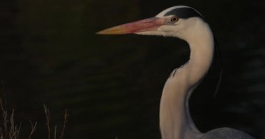 Camargue, Fransa 'daki gri balıkçıl portresi..