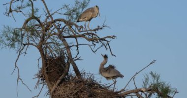 Gri balıkçıllar, Ardea Cinerea, Camargue, Fransa 'daki Pont de Gau ornitoloji parkı