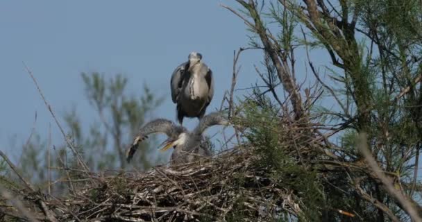 Young Grey Herons Nest Camargue France — Stock Video