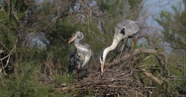 Genç Gri Balıkçıllar Yuvada Fransa Camargue — Stok video