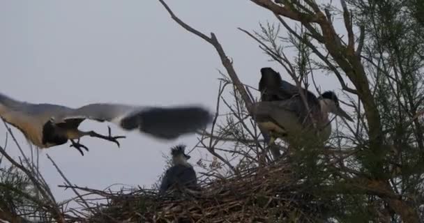 Junge Graureiher Nest Die Camargue Frankreich — Stockvideo