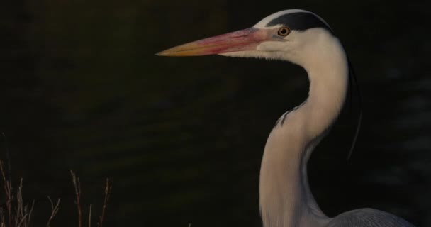 Portret Szarej Czapli Camargue Francja — Wideo stockowe