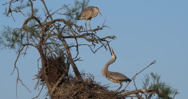 왜가리 Ardea Cinerea Camargument Orniological Park Pont Gau France — 비디오