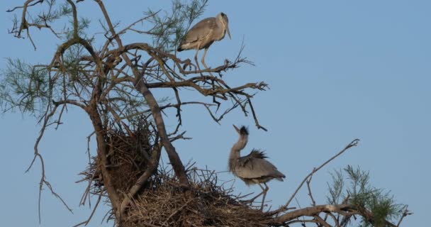 Grå Hägrar Ardea Cinerea Camargue Ornitologiska Parken Pont Gau Frankrike — Stockvideo