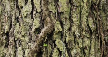 İğne ağacı kabuğunun ayrıntıları.