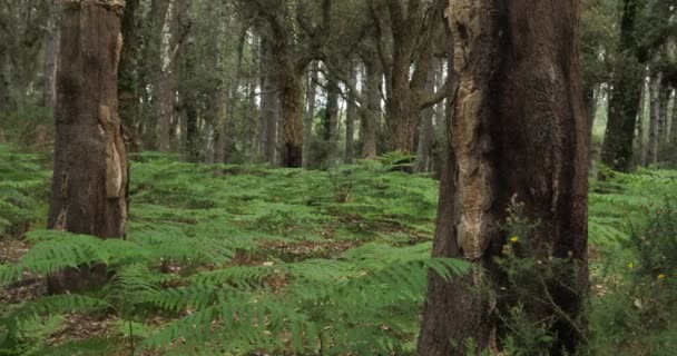 Quercus Suber Çam Ağaçları Landes Ormanı Yeni Aquitaine Fransa Landes — Stok video