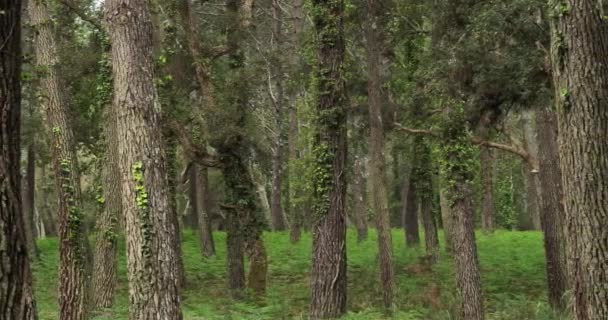 Hutan Landes Nouvelle Aquitaine Perancis Hutan Landes Adalah Hutan Buatan — Stok Video