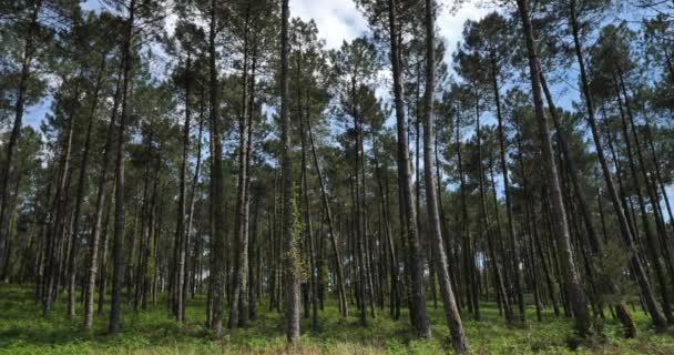 Bosque Las Landas Nouvelle Aquitania Francia Bosque Las Landas Bosque — Vídeos de Stock