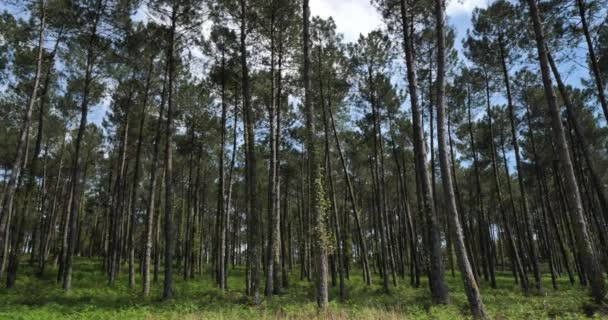 Landesskogen Nouvelle Aquitaine Frankrike Landesskogen Den Största Konstgjorda Skogsmarken Västeuropa — Stockvideo