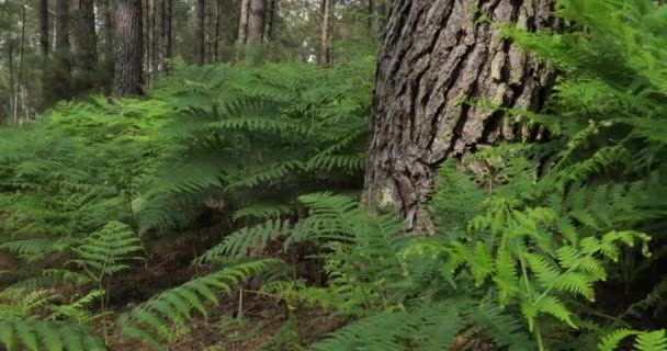 Landes Skogen Nouvelle Aquitaine Frankrike Landes Skogen Det Største Menneskeskapte – stockvideo