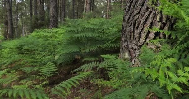 Floresta Landes Nouvelle Aquitaine França Floresta Landes Maior Floresta Artificial — Vídeo de Stock