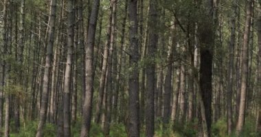 Landes Ormanı, Yeni Aquitaine, Fransa. Landes Ormanı Batı Avrupa 'nın en büyük insan yapımı ormanlık alanıdır.
