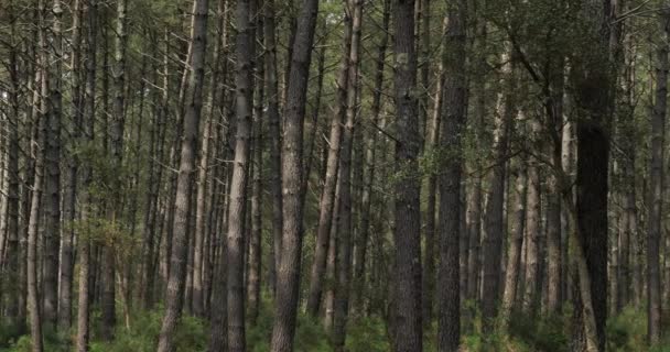 Ландский Лес Новая Аквитания Франция Ландский Лес Является Крупнейшим Искусственным — стоковое видео