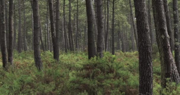 Bosque Las Landas Nouvelle Aquitania Francia Bosque Las Landas Bosque — Vídeos de Stock