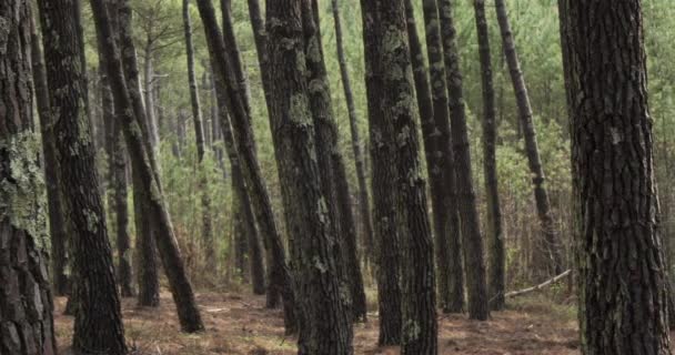 Floresta Landes Nouvelle Aquitaine França Floresta Landes Maior Floresta Artificial — Vídeo de Stock