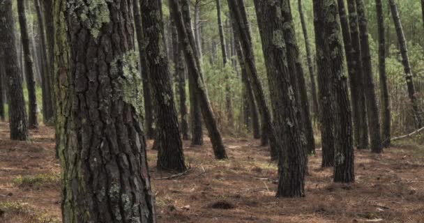 Landes Forest Nouvelle Aquitaine Γαλλία Δάσος Landes Είναι Μεγαλύτερο Τεχνητό — Αρχείο Βίντεο