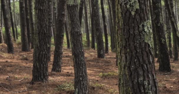 Bosque Las Landas Nouvelle Aquitania Francia Bosque Las Landas Bosque — Vídeos de Stock